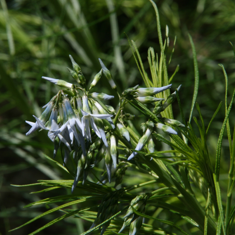 Amsonia hubrichtii