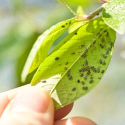 Battling the Bugs of Summer