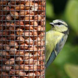 Feeding Birds in Winter