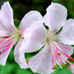 Geranium ‘Biokovo’