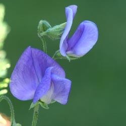 Sweet Peas, the “Queen of Annuals”