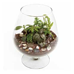 Making a Terrarium
