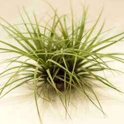 Putting on Airs: Tillandsias