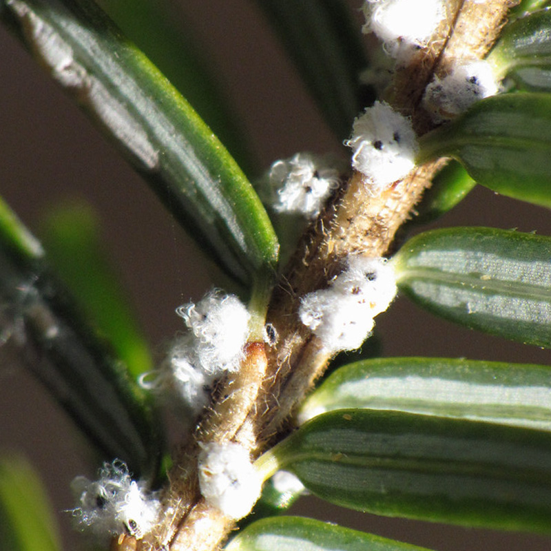 Woolly Adelgid