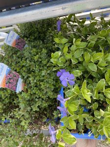 Mother of thyme and purple flowered periwinkle “vinca” groundcover #7892 