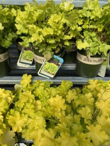 Lemon Heuchera “coral bells” #7889 