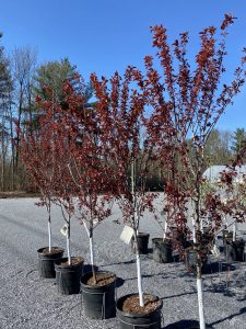 Flowering Krauter Plum #7812 