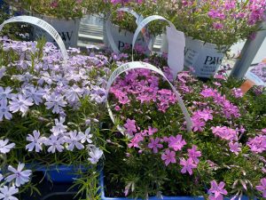 Phlox groundcover #7893 