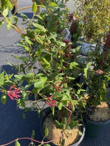 Climbing Honeysuckle