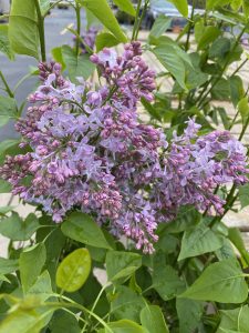 Old fashioned Lilacs