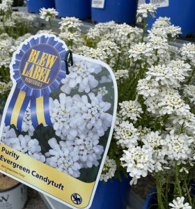 Iberis CandyTuft #7836 