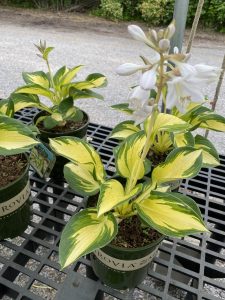 Flowering hosta #8149 