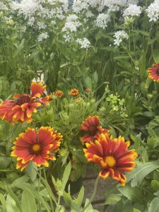 Blanket flower #8169 