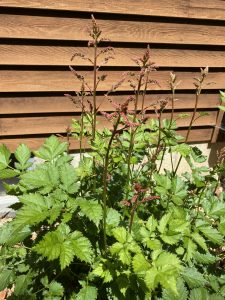 Astilbes for shady spots #8173 