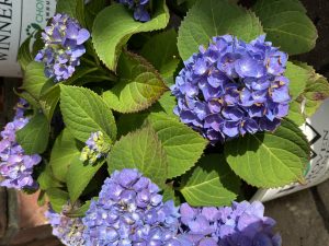 Hydrangeas #8131 