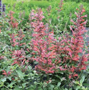 Hummingbird mint-agastache #8203 