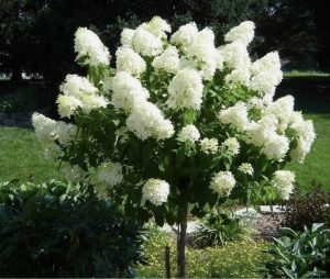 Limelight Hydrangeas trees #8236 