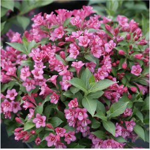 Many varieties of weigela #8191 