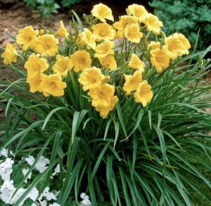 Tons of colorful daylilies #8204 