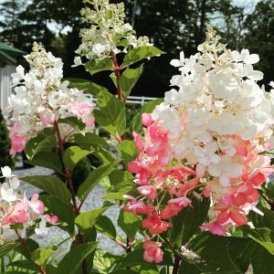 Beautiful hydrangeas #8222 