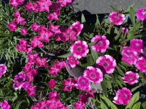 Dianthus #8193 