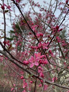 Prairie fire crabapple #9127 