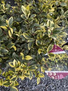 Variegated holly #9116 