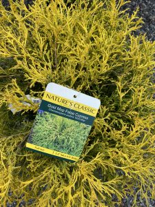 Gold cypress #9115 