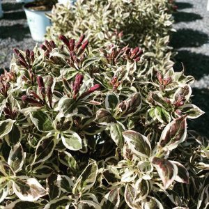 My Monet weigela #9166 