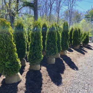 Arborvitae #9158 