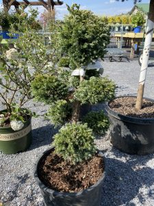 Pompom juniper #9180 