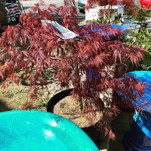 Japanese maples #9163 