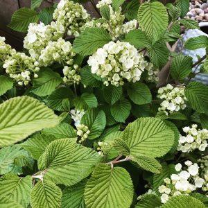 Viburnum #9165 