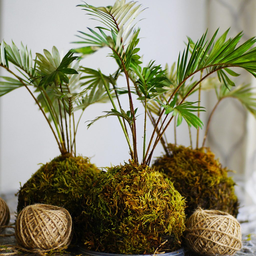 Kokedama: Easy How-To Instructions