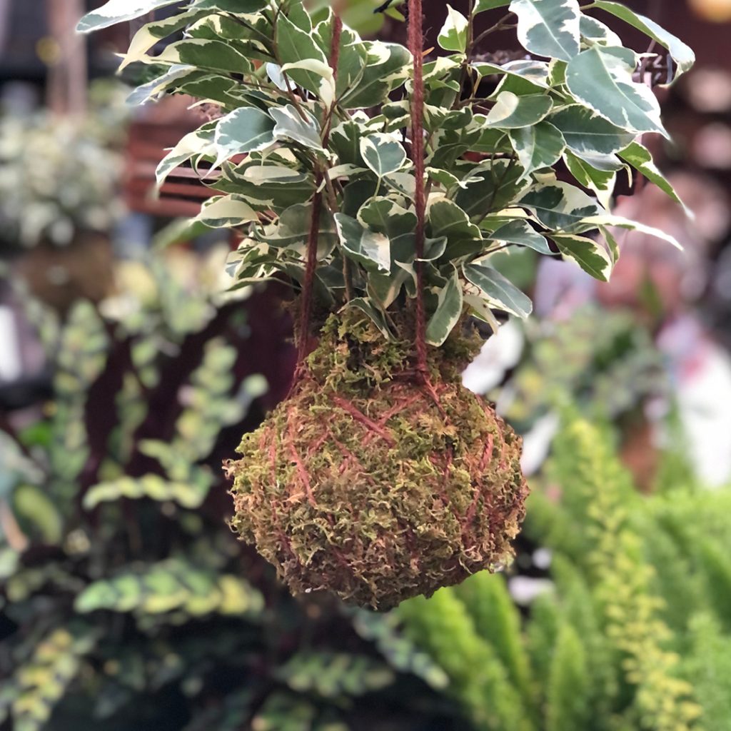 Kokedama