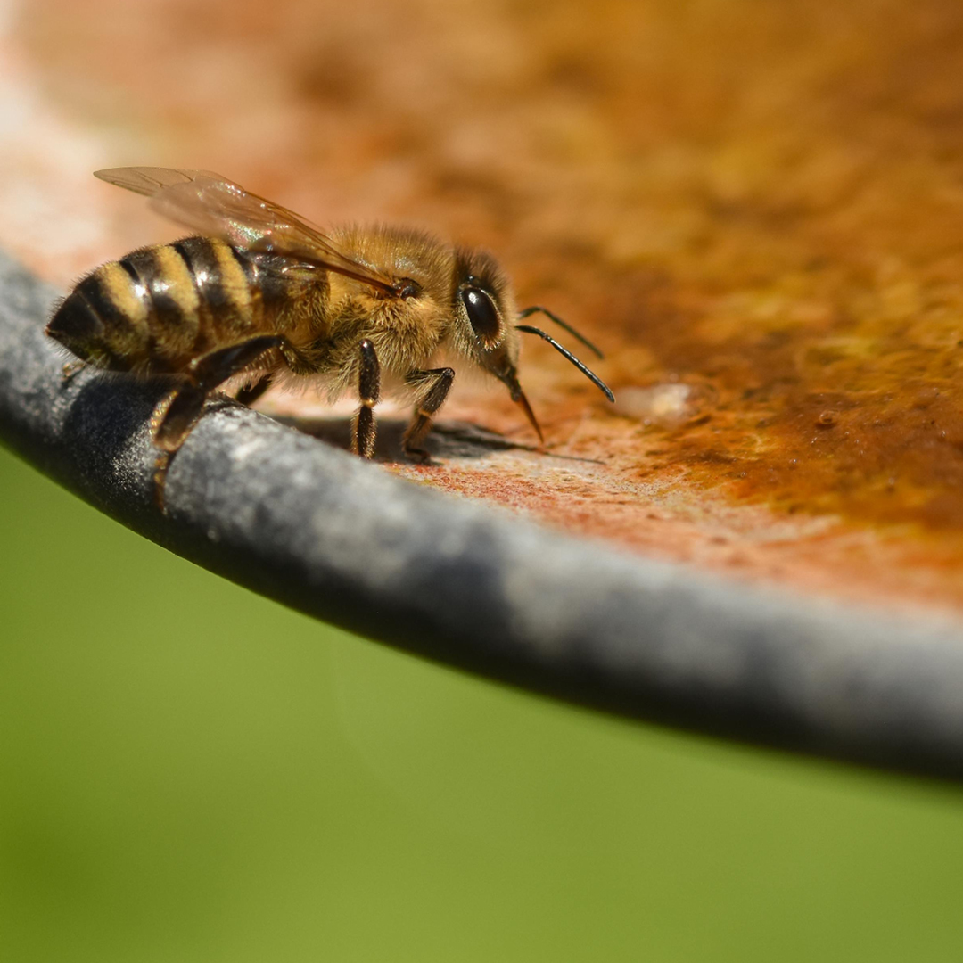 Spring Bees, Native Pollinators