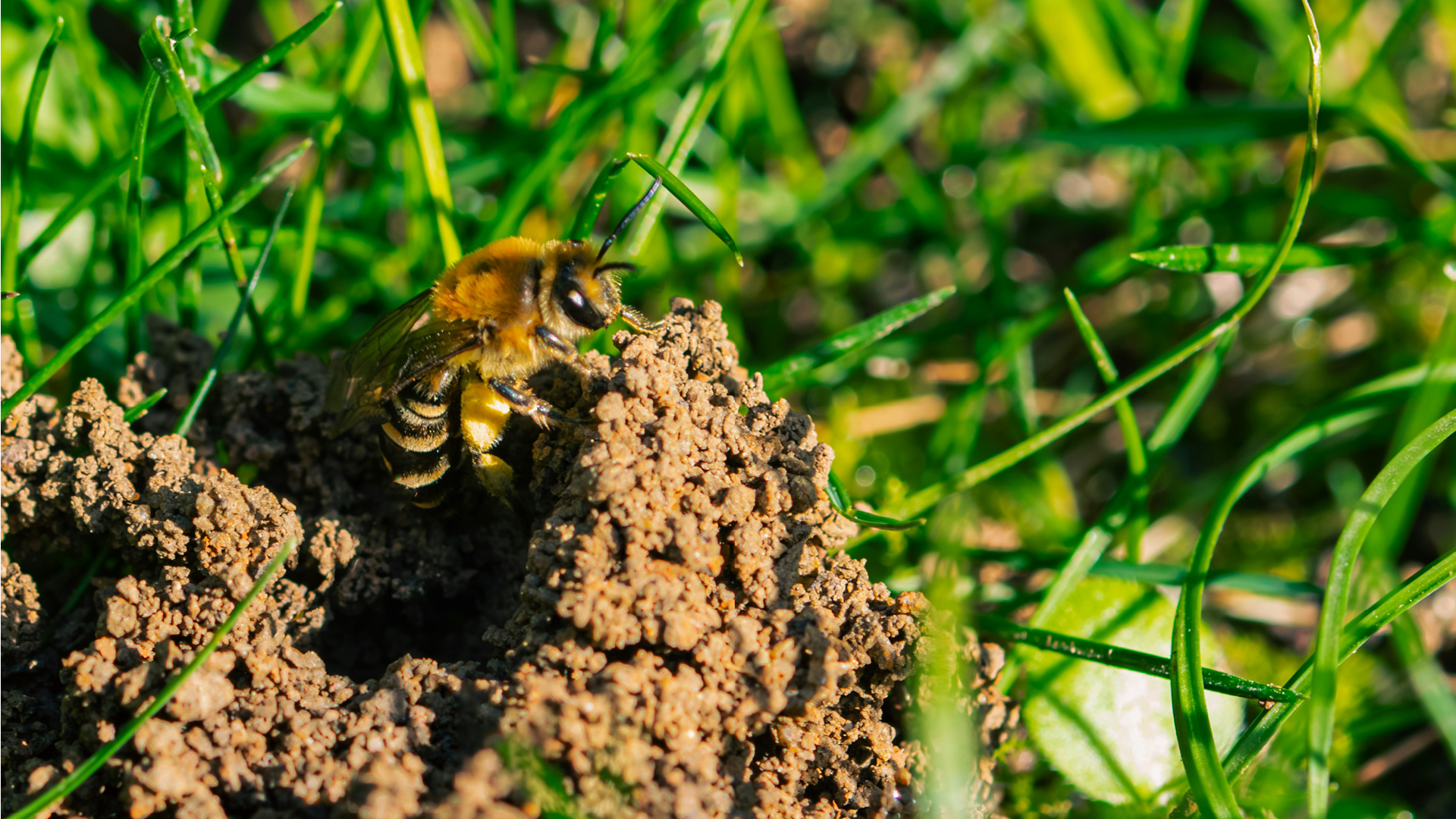 How to Help Queen Bumblebees