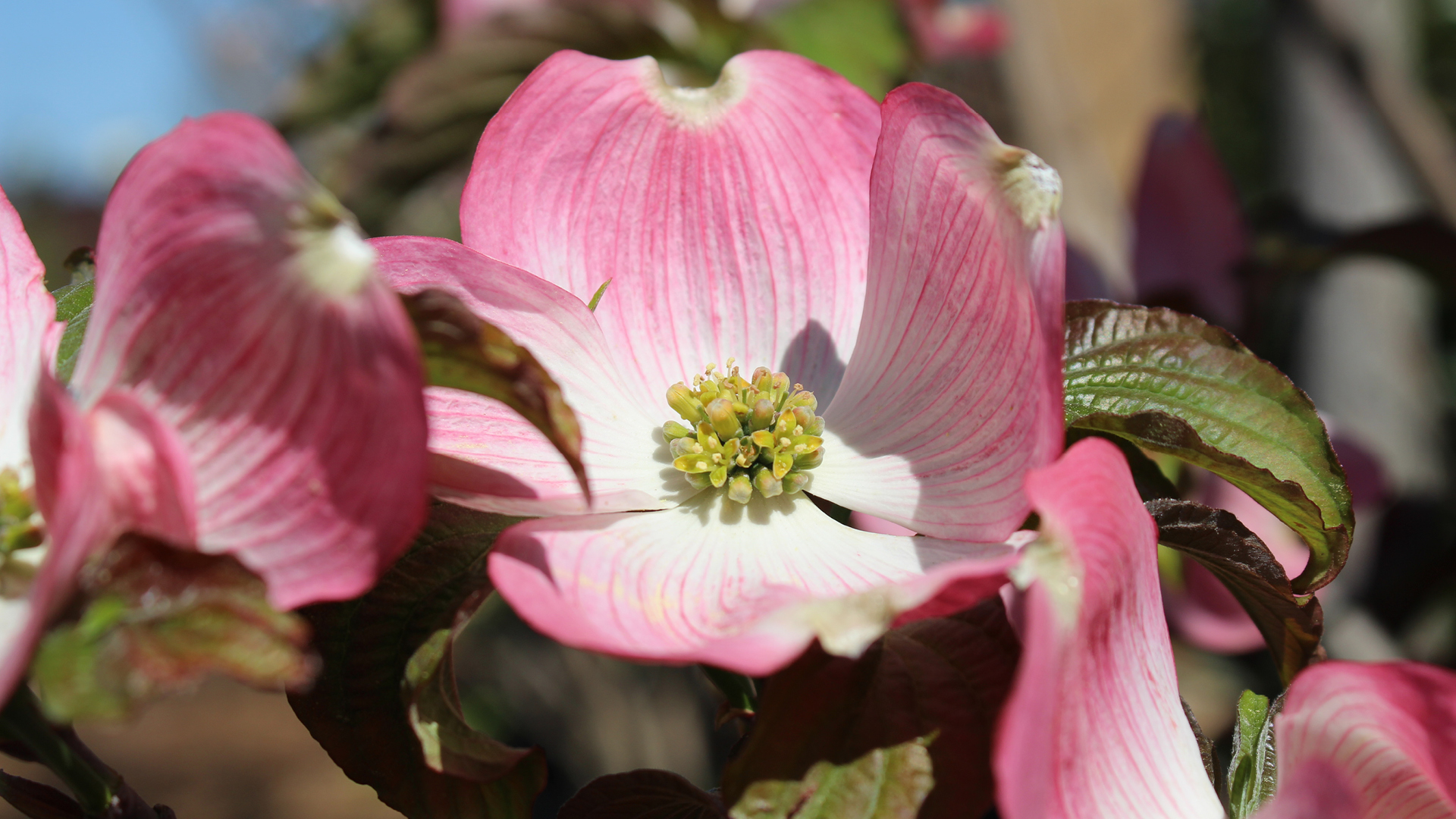 Planting Bare-Root Trees