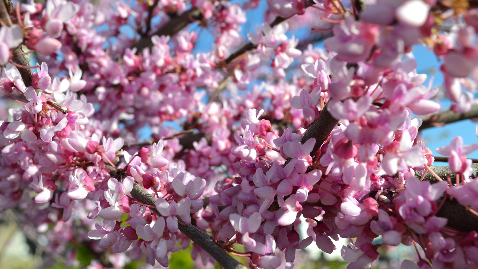 Spotting Early Spring Natives