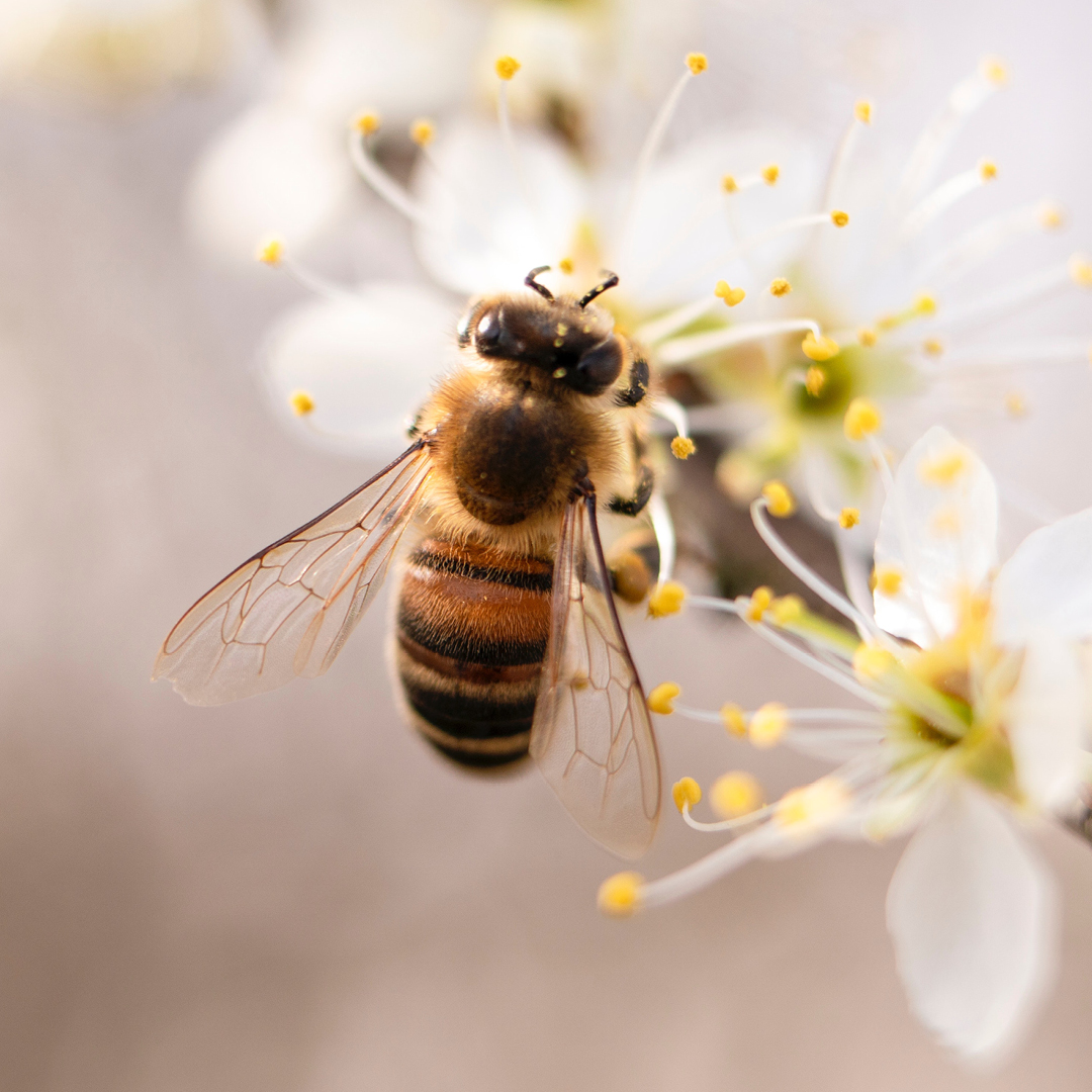 early spring natives